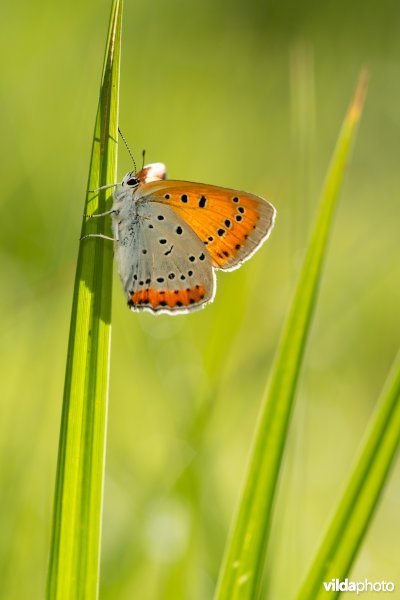 Nederlandse Grote vuurvlinder