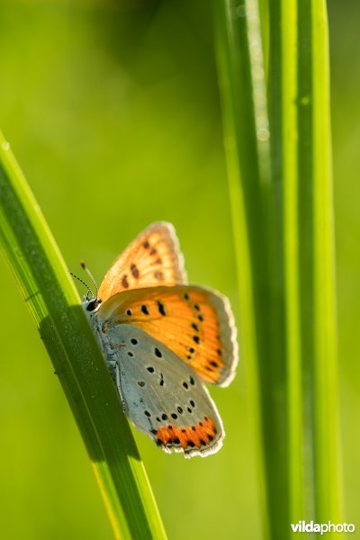 Nederlandse Grote vuurvlinder