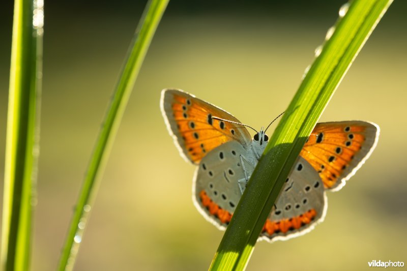 Nederlandse Grote vuurvlinder