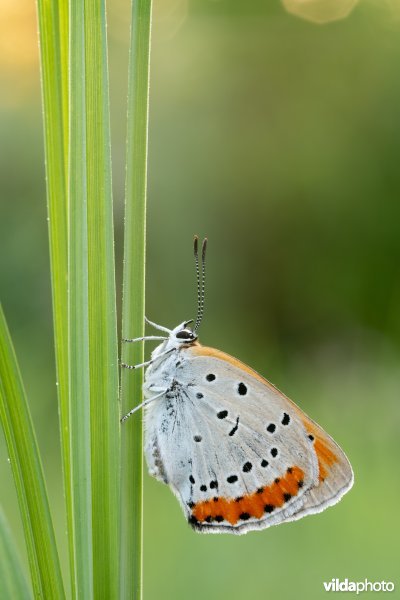 Nederlandse Grote vuurvlinder