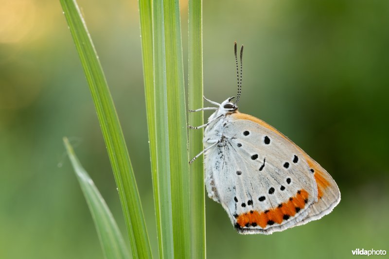 Nederlandse Grote vuurvlinder