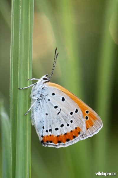 Nederlandse Grote vuurvlinder