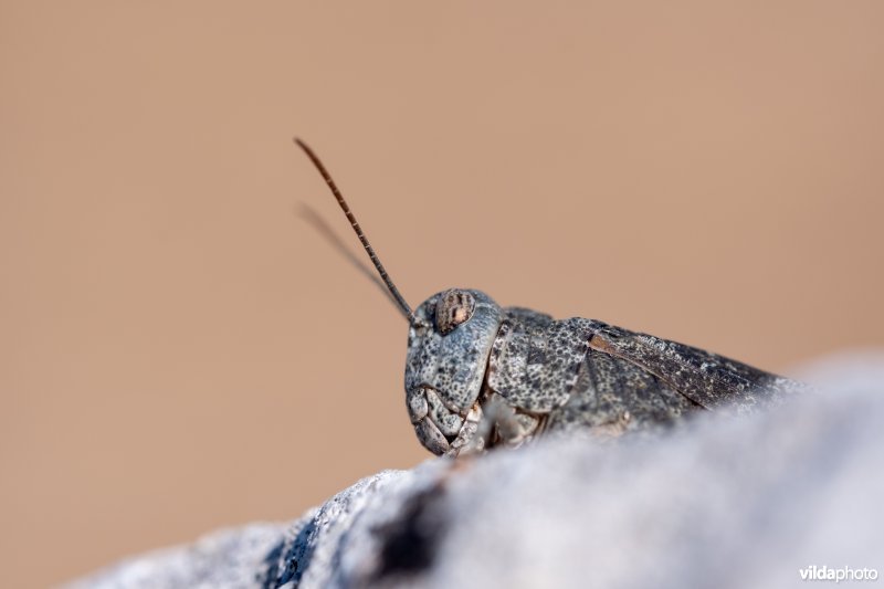 Roodvleugelsprinkhaan