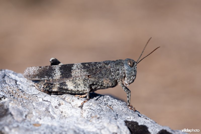 Roodvleugelsprinkhaan