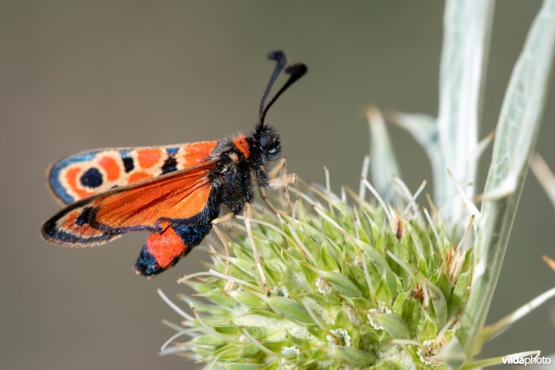 Geelgerande bloedvlekvlinder
