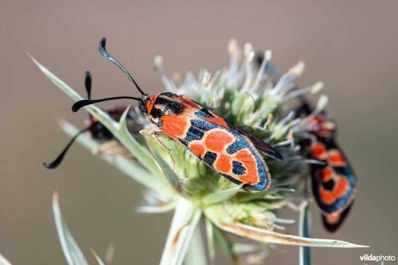 Geelgerande bloedvlekvlinder