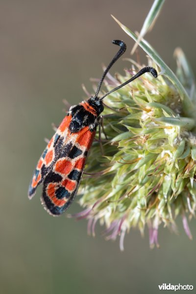 Geelgerande bloedvlekvlinder