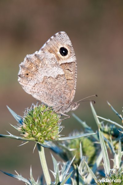 Kleine heivlinder