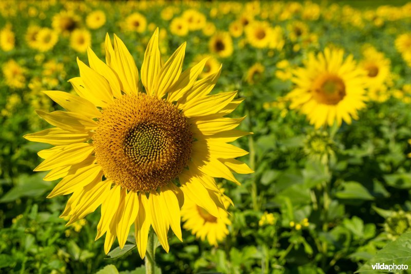 Veld zonnebloemen