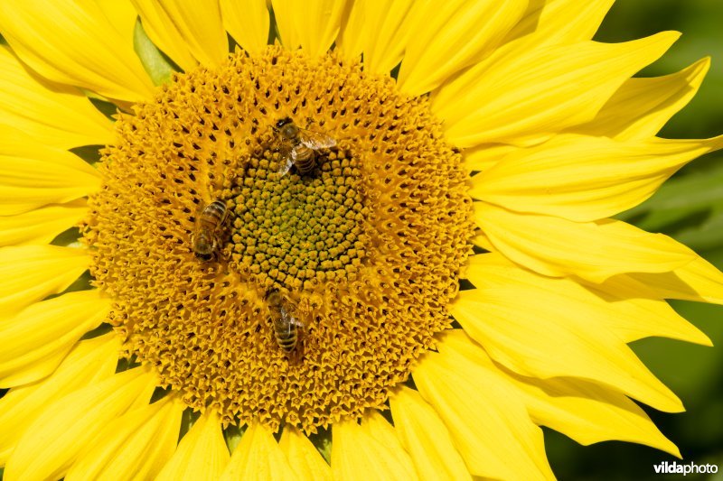 Honingbijen op zonnebloem