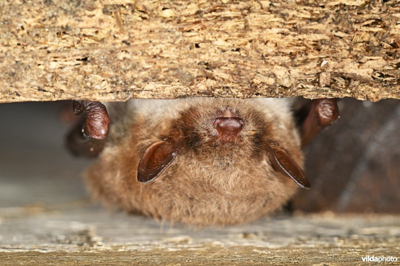Meervleermuis