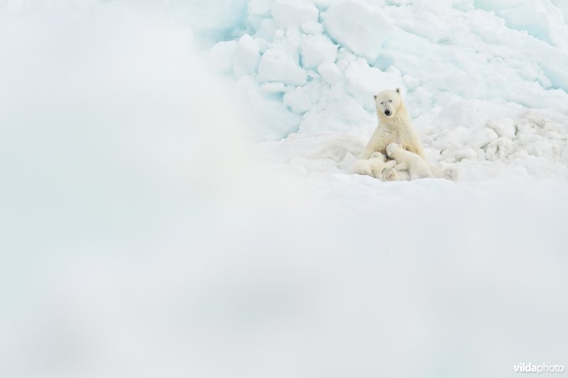 Ijsbeer moeder met jongen