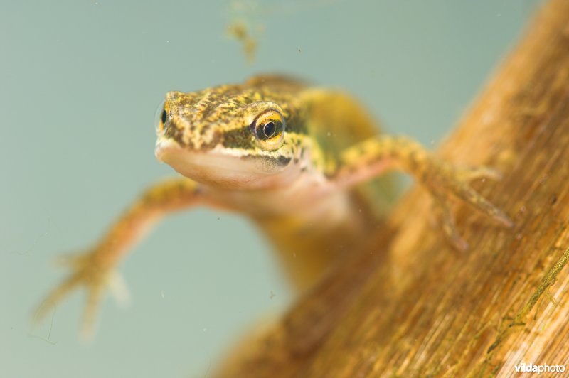 Vinpootsalamander