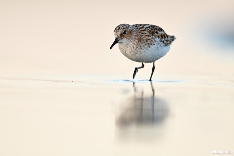 Kleine strandloper