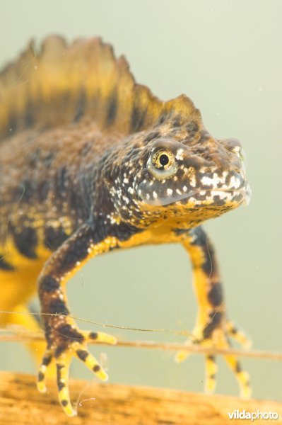 Kamsalamander