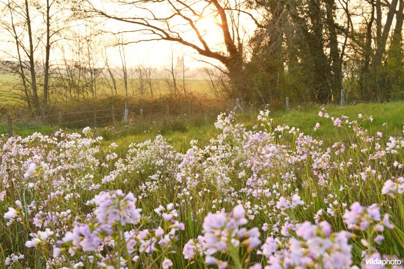 Natuurreservaat De Hellebeek