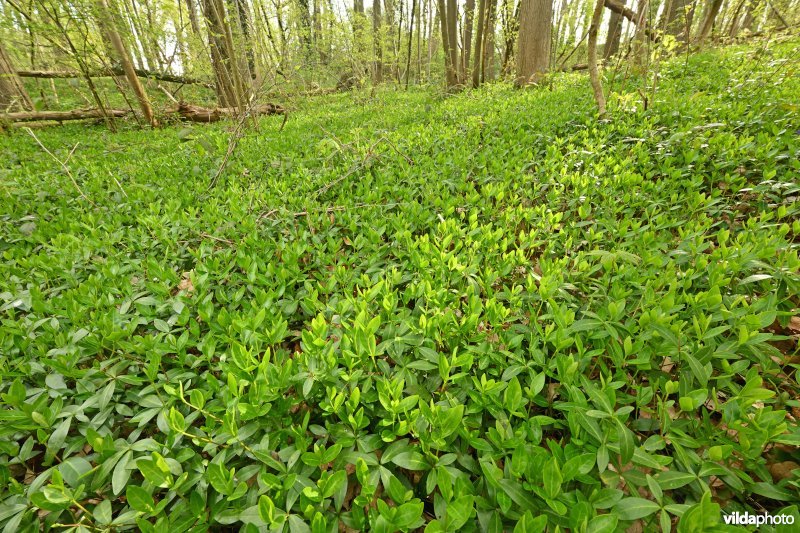 Vallei van de Douvebeek