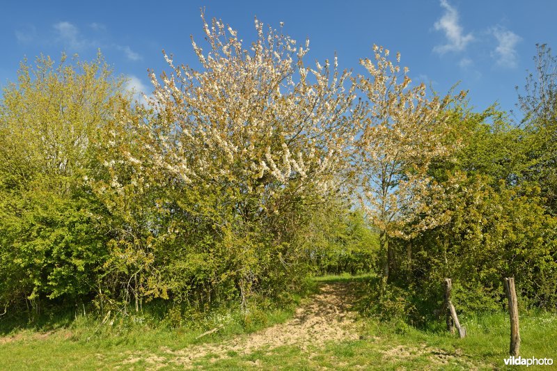 Gemengde houtkant in de Douvebeekvallei