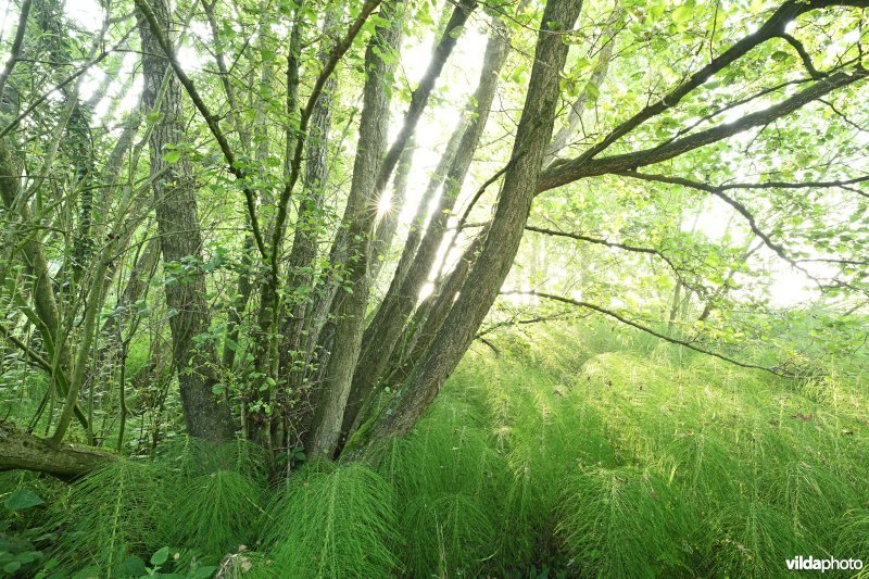 Reuzenpaardestaart in de Douvebeekvallei