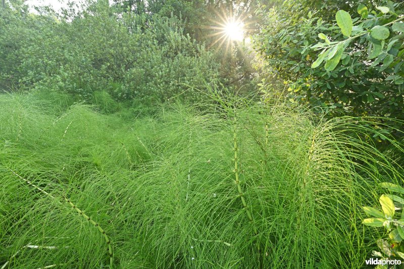 Reuzenpaardestaart in de Douvebeekvallei