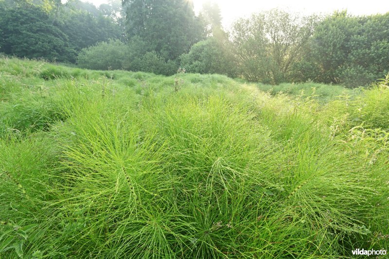 Reuzenpaardestaart in de Douvebeekvallei