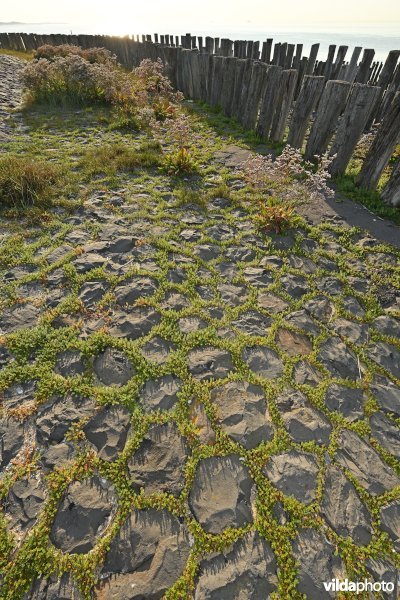 Noordzeekust van Breskens