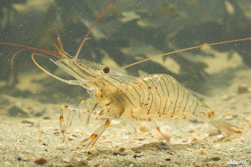 Gezaagde Steurgarnaal