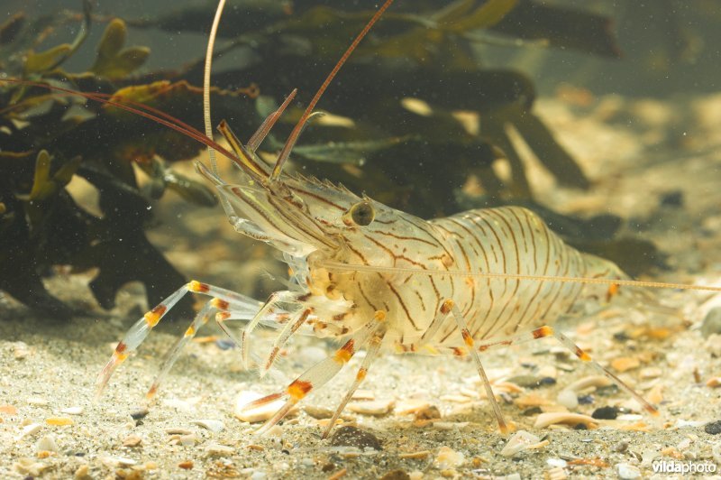 Gezaagde Steurgarnaal