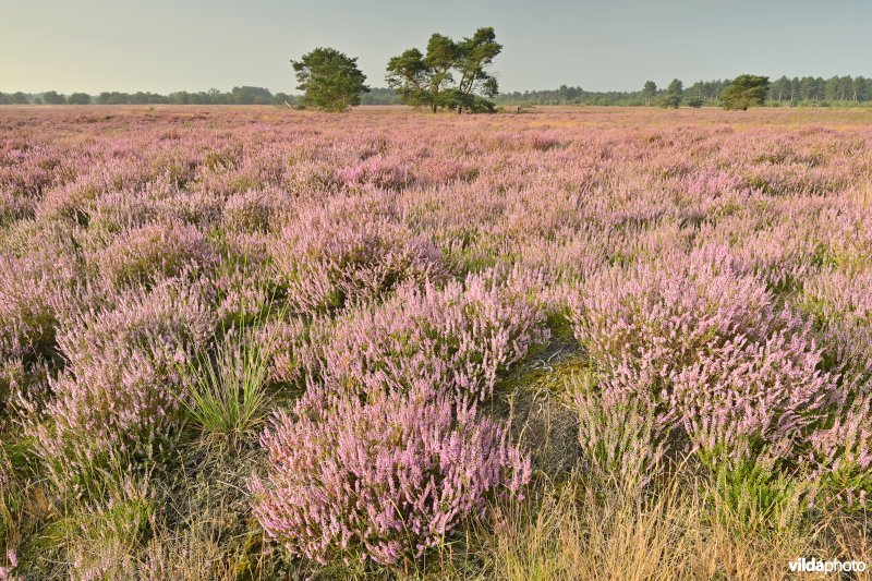 Groote Heide - Leenderheide