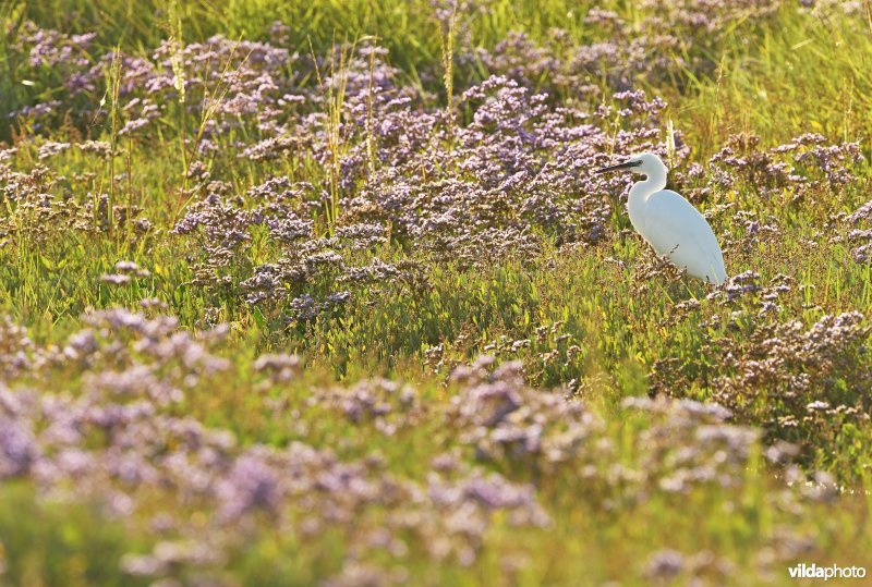 Kleine zilverreiger in Lamsoor 