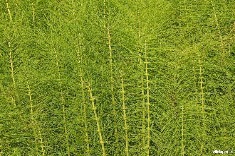 Reuzenpaardestaart in de Douvebeekvallei