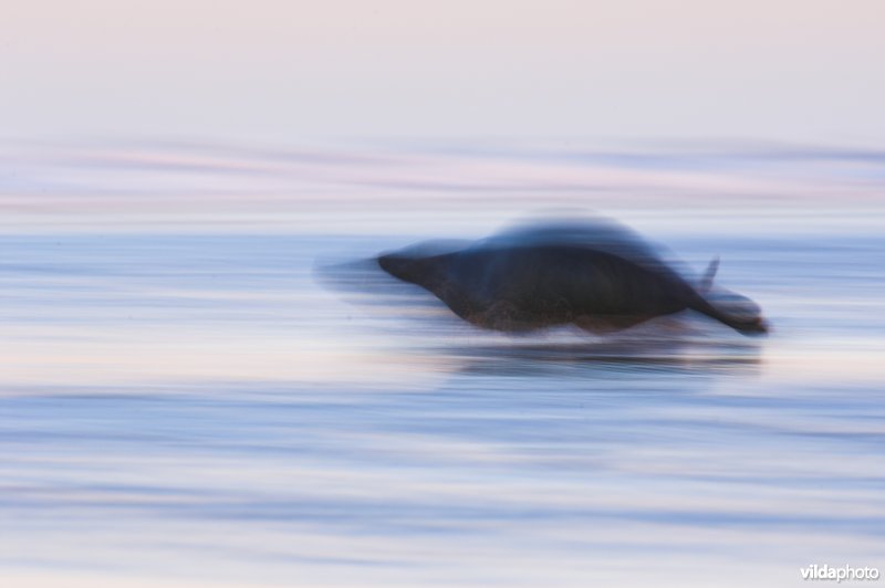 Wegspurtende grijze zeehond