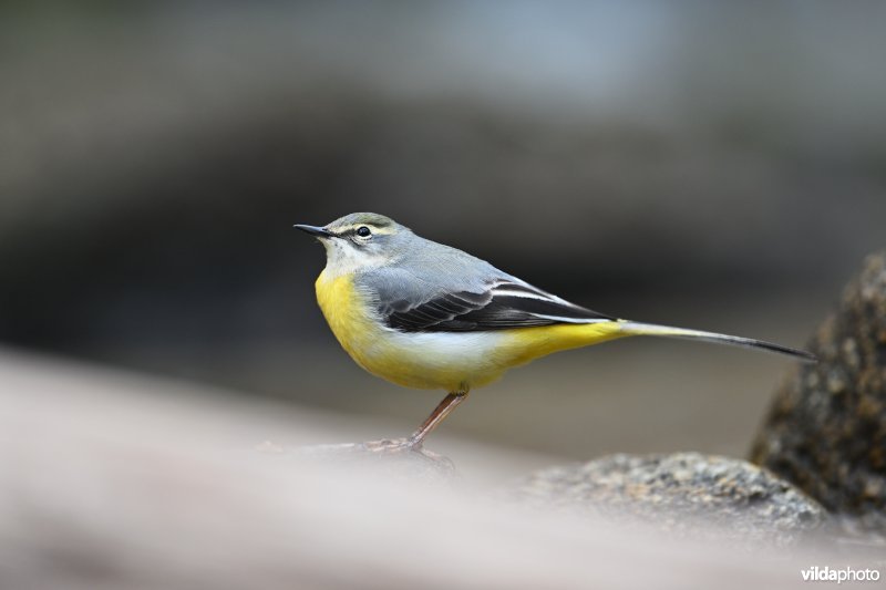 Grote gele kwikstaart