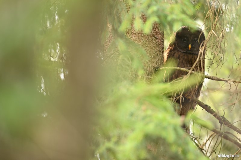 Melanistische Oeraluil