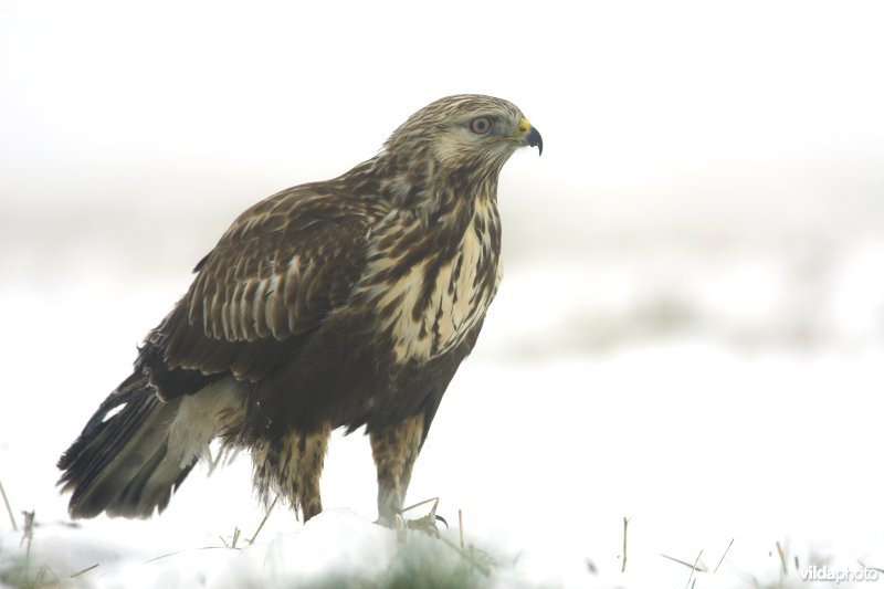 Ruigpootbuizerd in de sneeuw