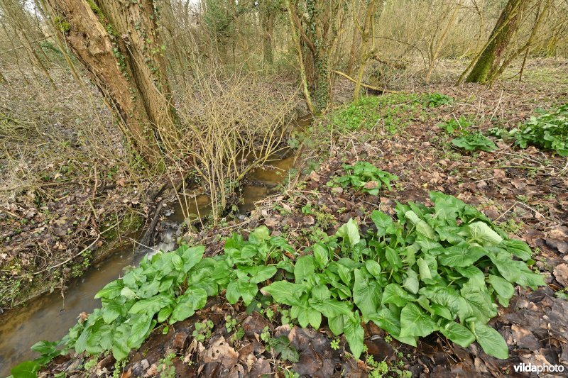 Duivenbos