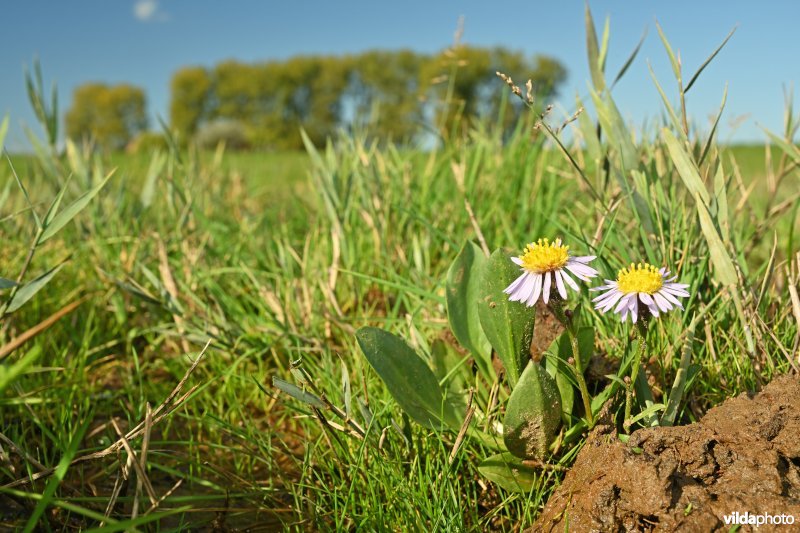 Nieuw-Arenbergpolder 