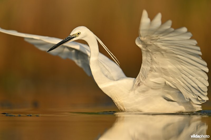 Kleine zilverreiger