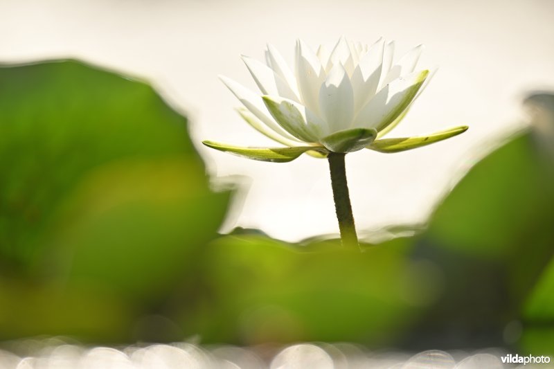 Witte waterlelie