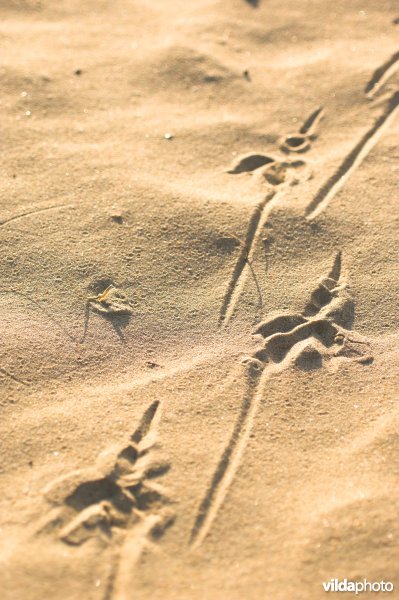 Sporen in het zand