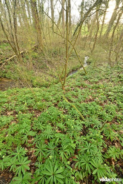 Steenbergse bossen