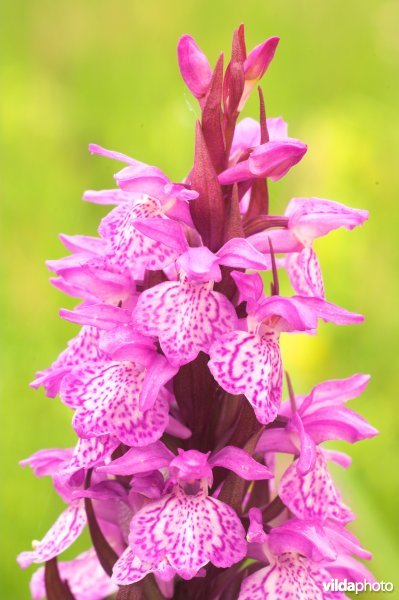 Brede orchis