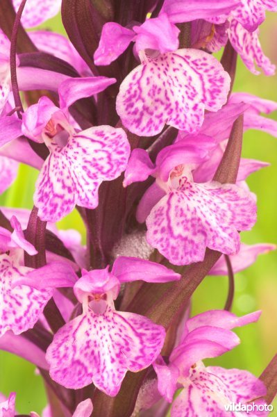 Bloem van Brede orchis