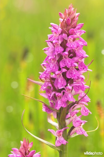 Brede orchis