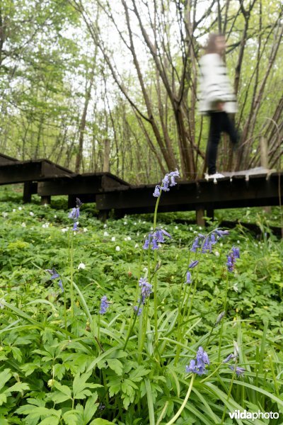 Wandelen in bos t'Ename