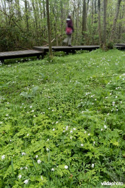 Wandelen in bos t'Ename