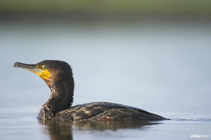 Zwemmende Aalscholver