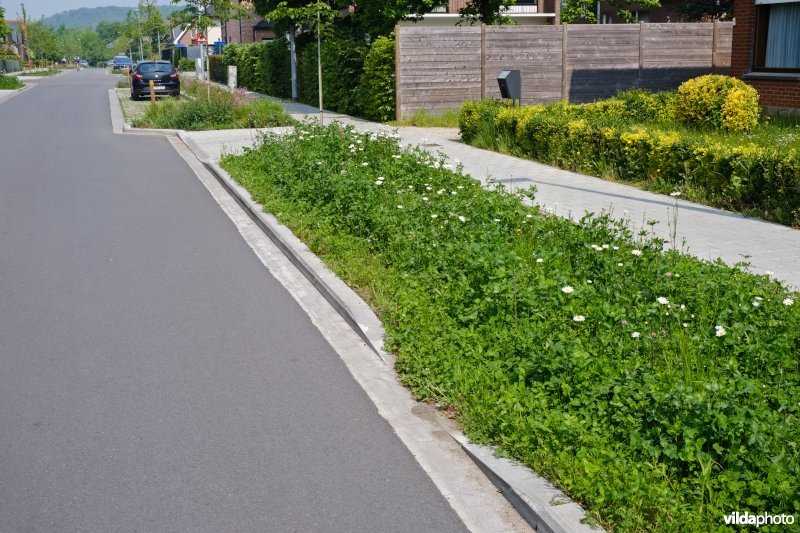 Wadi op onthard voetpad