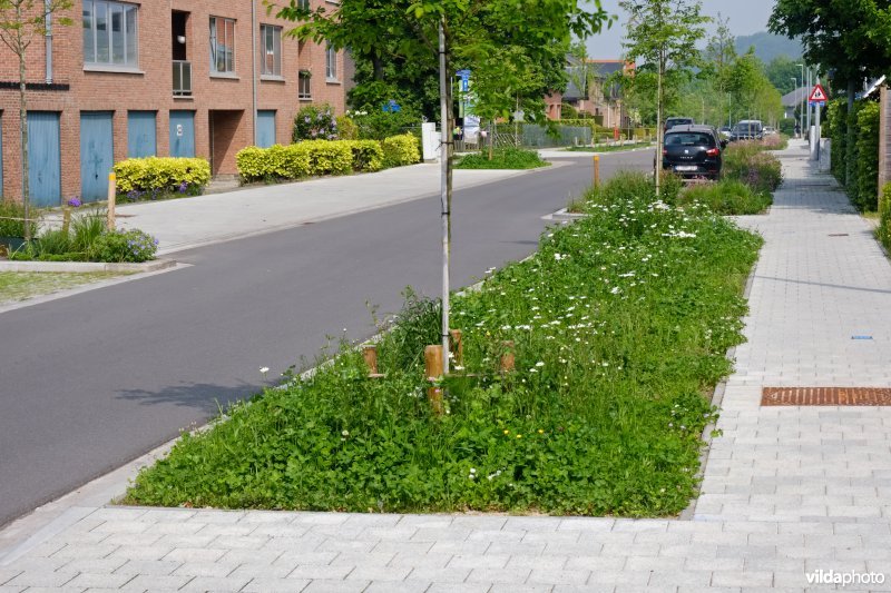 Wadi op onthard voetpad