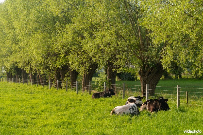 Koeien en knotwilgen